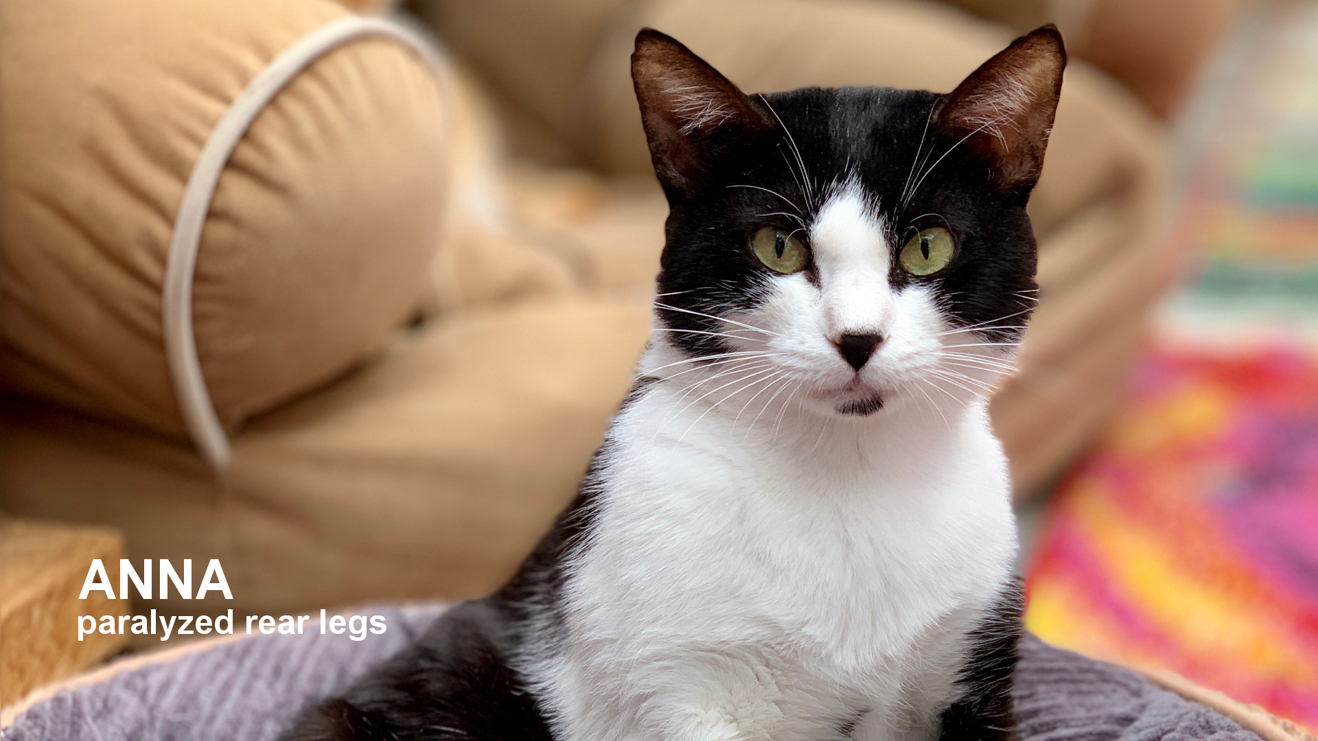 Anna, an adoptable Domestic Short Hair in Santa Rosa, CA, 95404 | Photo Image 1