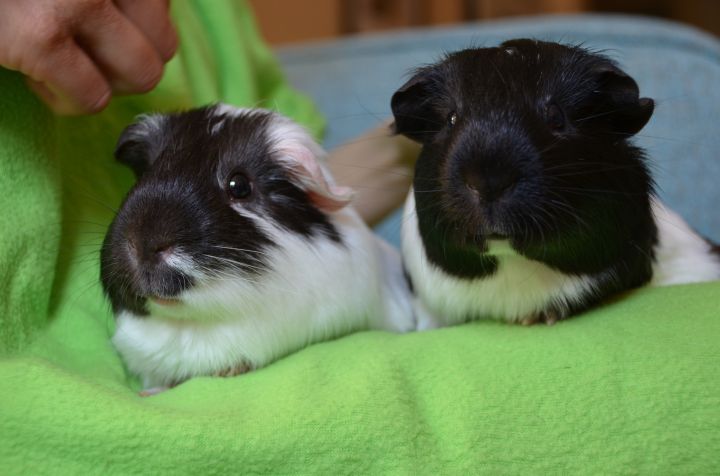 Oreo and Milkshake, an adopted Short-Haired in Brooklyn, NY_image-1