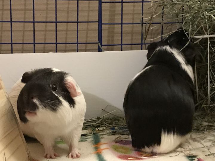 Oreo and Milkshake, an adopted Short-Haired in Brooklyn, NY_image-2