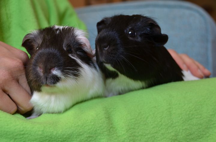 Oreo and Milkshake, an adopted Short-Haired in Brooklyn, NY_image-3