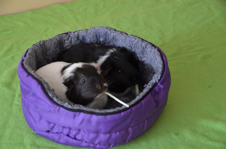 Oreo and Milkshake, an adopted Short-Haired in Brooklyn, NY_image-5