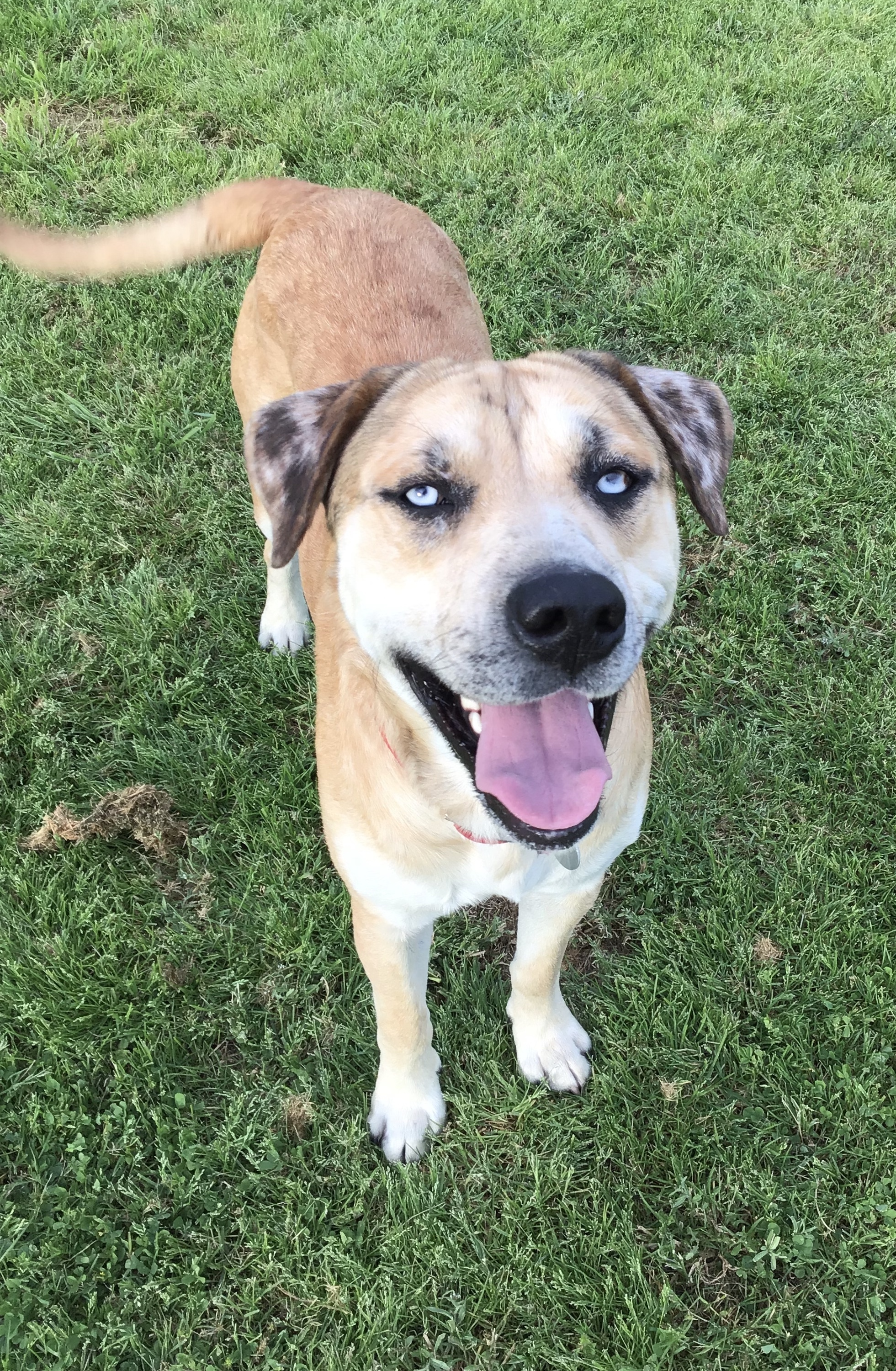 Butch- DNA Results Posted, an adoptable Labrador Retriever, Siberian Husky in Stephenville, TX, 76401 | Photo Image 5