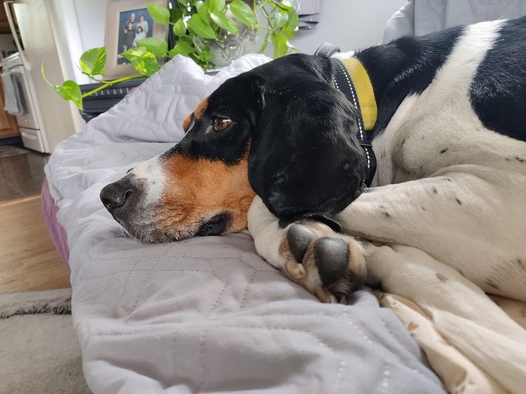 Orlo, an adoptable Treeing Walker Coonhound in West Dundee, IL, 60118 | Photo Image 3