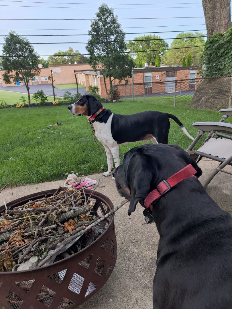 Orlo, an adoptable Treeing Walker Coonhound in West Dundee, IL, 60118 | Photo Image 4