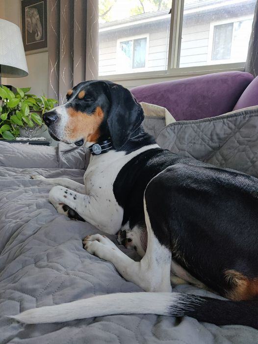 Orlo, an adoptable Treeing Walker Coonhound in West Dundee, IL, 60118 | Photo Image 5