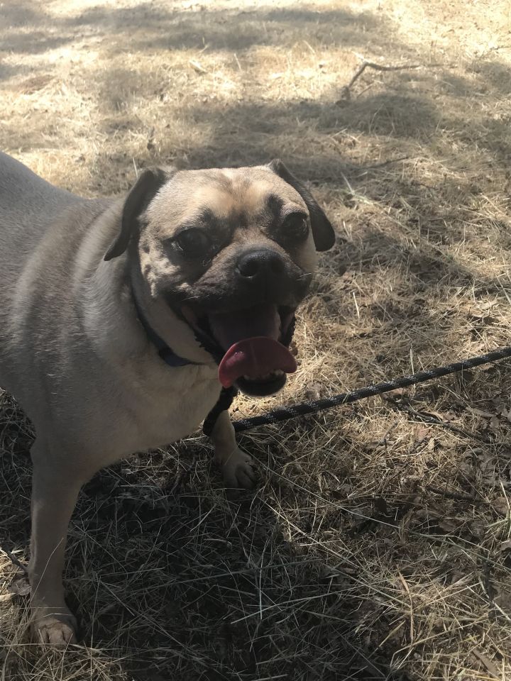 Dog For Adoption Rhett A Pug Beagle Mix In Oakhurst Ca