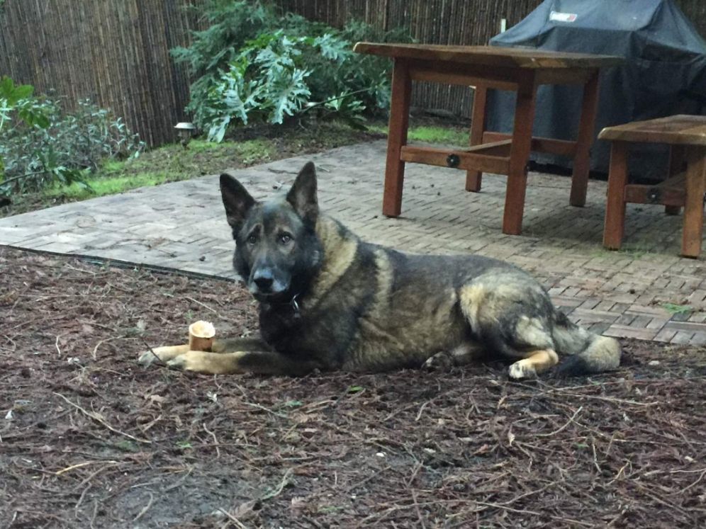 Tavo, an adoptable German Shepherd Dog in Ben Lomond, CA, 95005 | Photo Image 1
