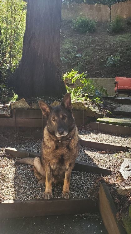 Tavo, an adoptable German Shepherd Dog in Ben Lomond, CA, 95005 | Photo Image 2