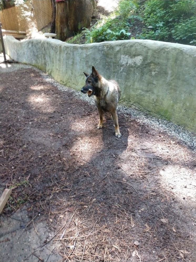 Tavo, an adoptable German Shepherd Dog in Ben Lomond, CA, 95005 | Photo Image 3