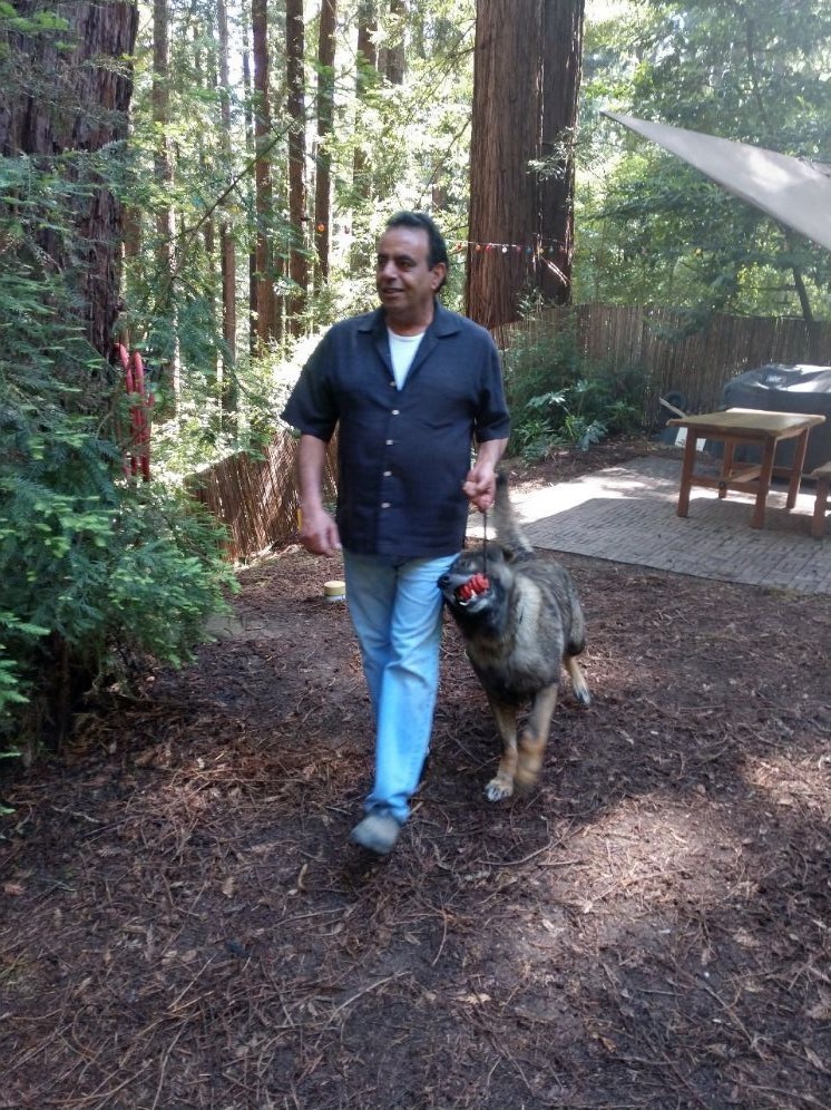 Tavo, an adoptable German Shepherd Dog in Ben Lomond, CA, 95005 | Photo Image 4