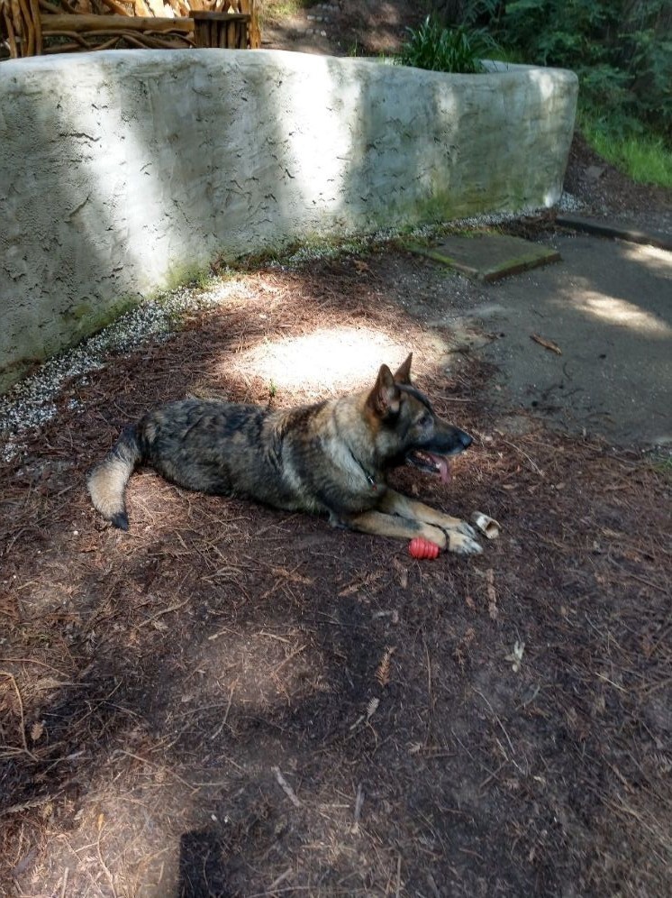 Tavo, an adoptable German Shepherd Dog in Ben Lomond, CA, 95005 | Photo Image 6