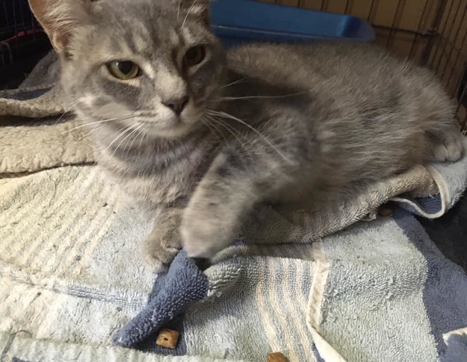 Jenga, an adoptable Domestic Short Hair in Stuart, VA, 24171 | Photo Image 1