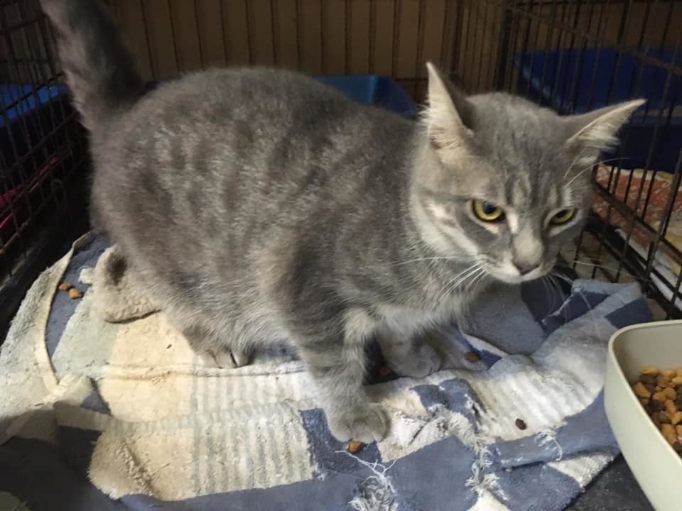 Jenga, an adoptable Domestic Short Hair in Stuart, VA, 24171 | Photo Image 2