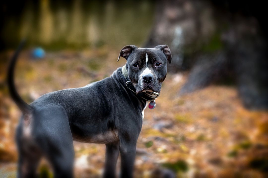 Samson, an adoptable American Staffordshire Terrier, Labrador Retriever in Madison, WI, 53704 | Photo Image 1