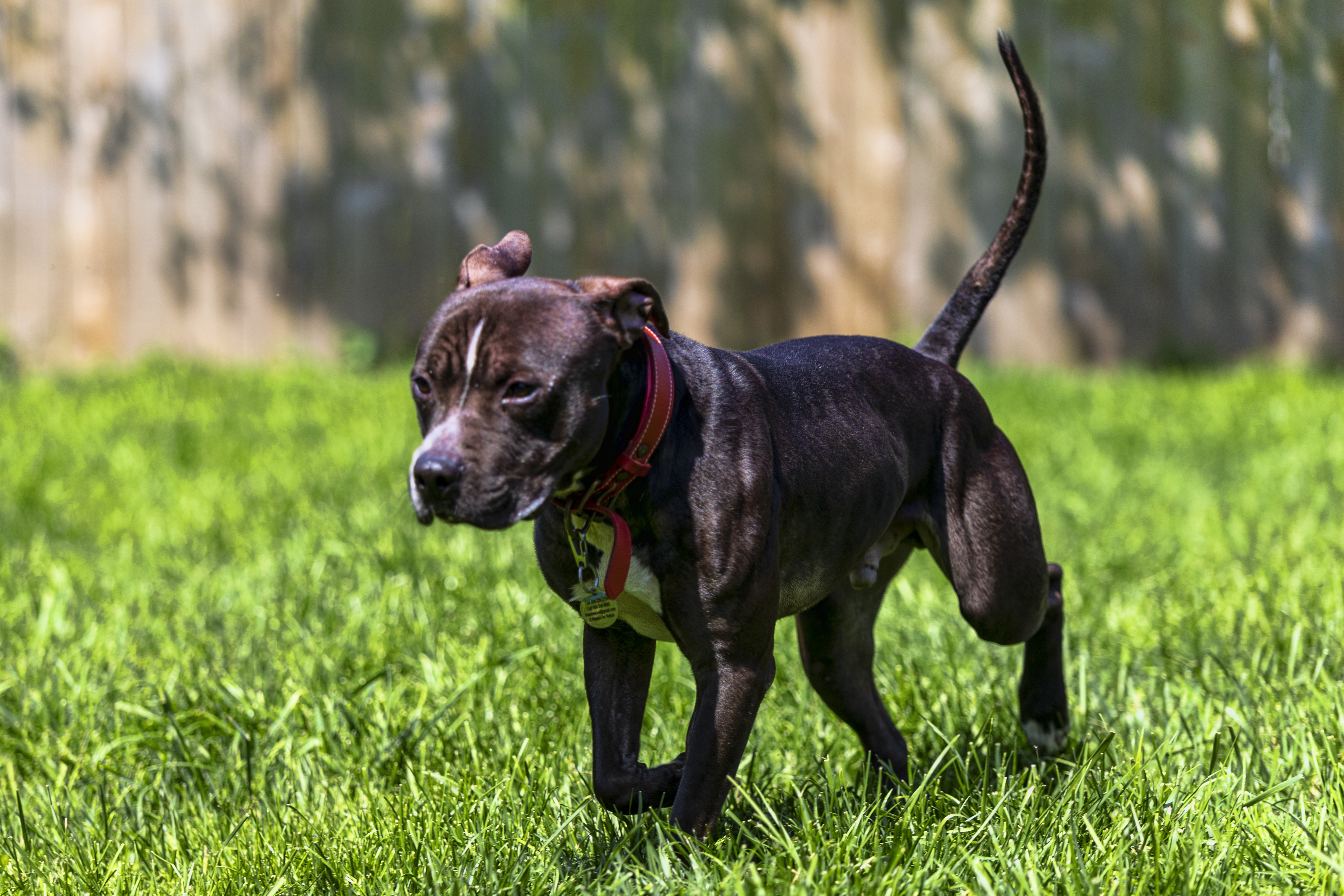 Samson, an adoptable American Staffordshire Terrier, Labrador Retriever in Madison, WI, 53704 | Photo Image 2
