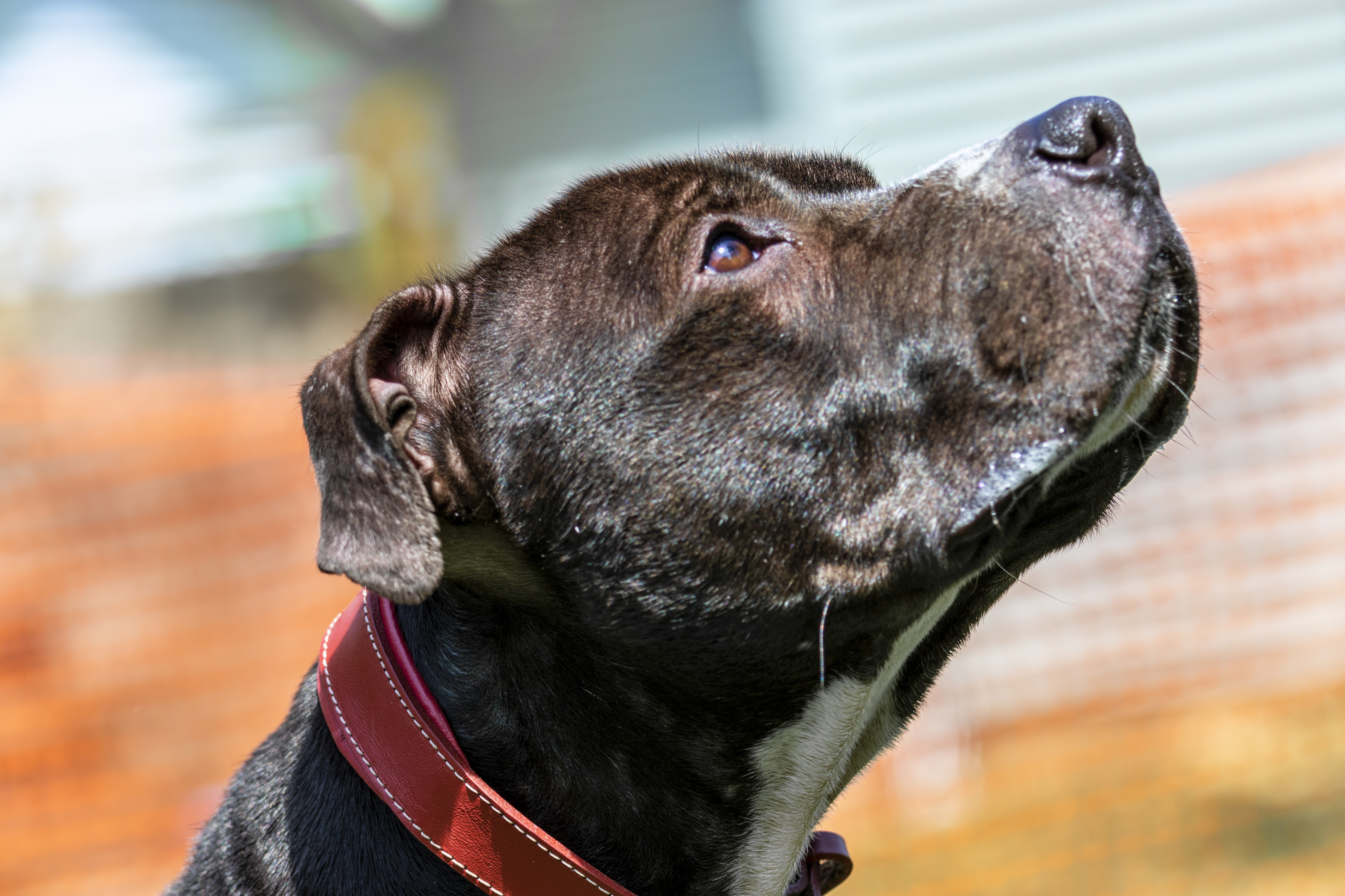 Samson, an adoptable American Staffordshire Terrier, Labrador Retriever in Madison, WI, 53704 | Photo Image 3