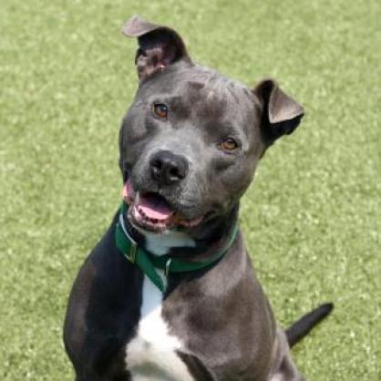 Guster, an adoptable Pit Bull Terrier in Wichita, KS, 67278 | Photo Image 6