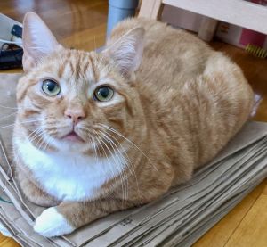 . Garfield .