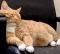 . Garfield .