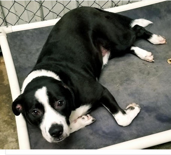 Rocky, an adoptable Border Collie, American Bulldog in Gainesville, GA, 30501 | Photo Image 1