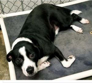 American bulldog sale border collie