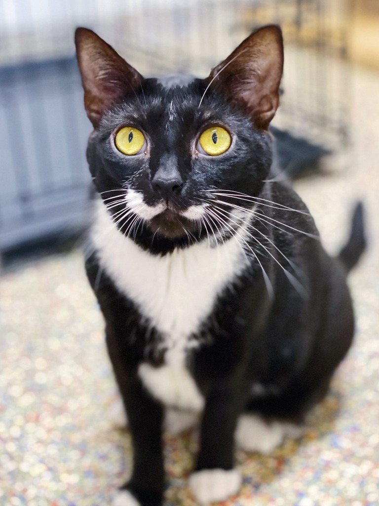 Magenta, an adoptable Domestic Short Hair in Fort Lauderdale, FL, 33304 | Photo Image 1