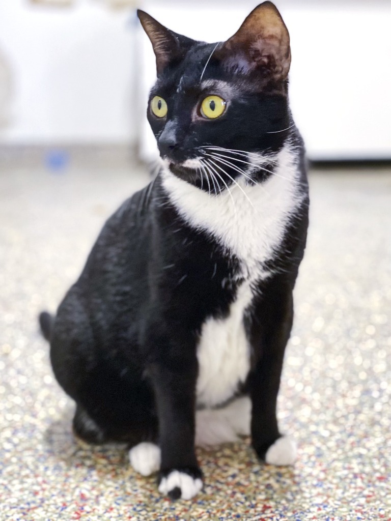 Magenta, an adoptable Domestic Short Hair in Fort Lauderdale, FL, 33304 | Photo Image 2