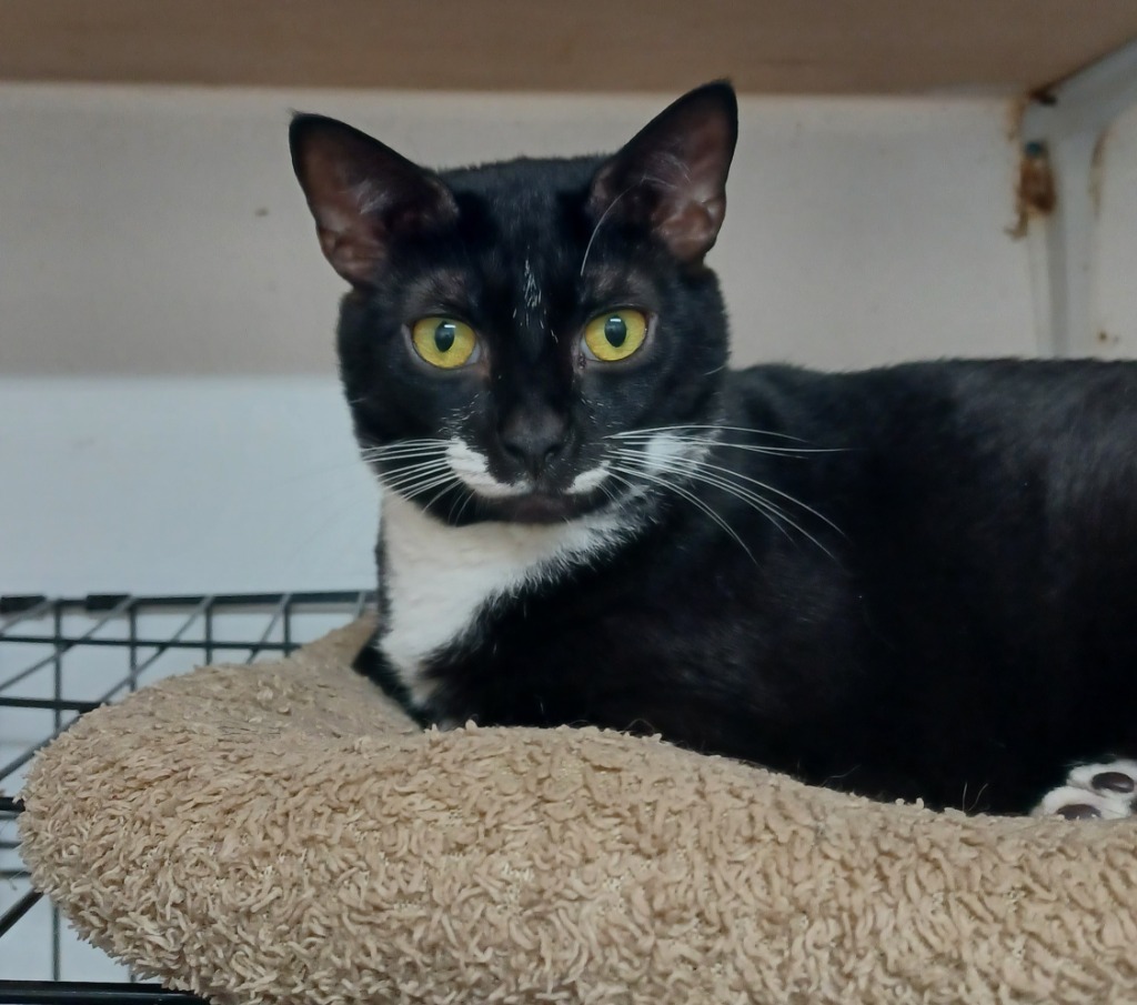 Magenta, an adoptable Domestic Short Hair in Fort Lauderdale, FL, 33304 | Photo Image 3