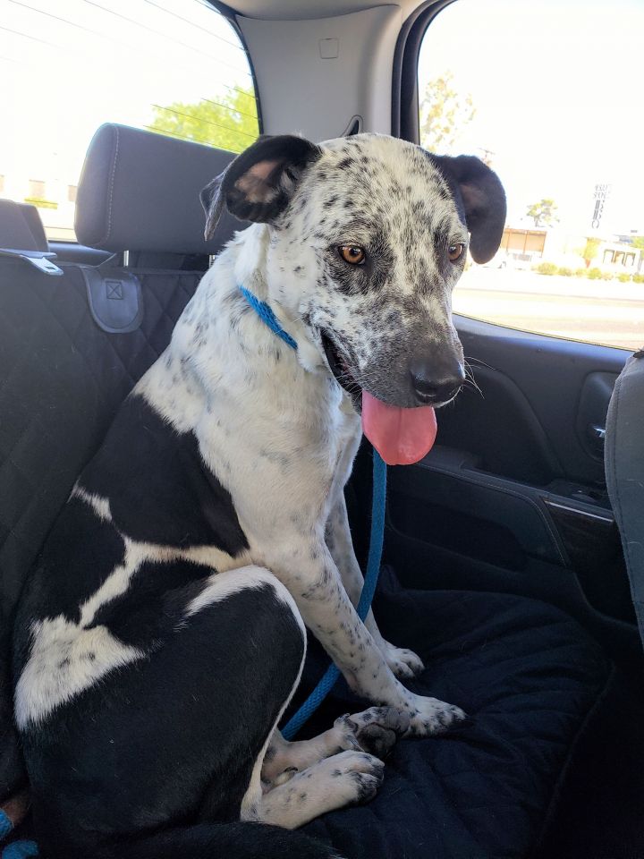 Dog For Adoption Marshmallow A German Shorthaired Pointer Labrador Retriever Mix In Tucson Az Petfinder