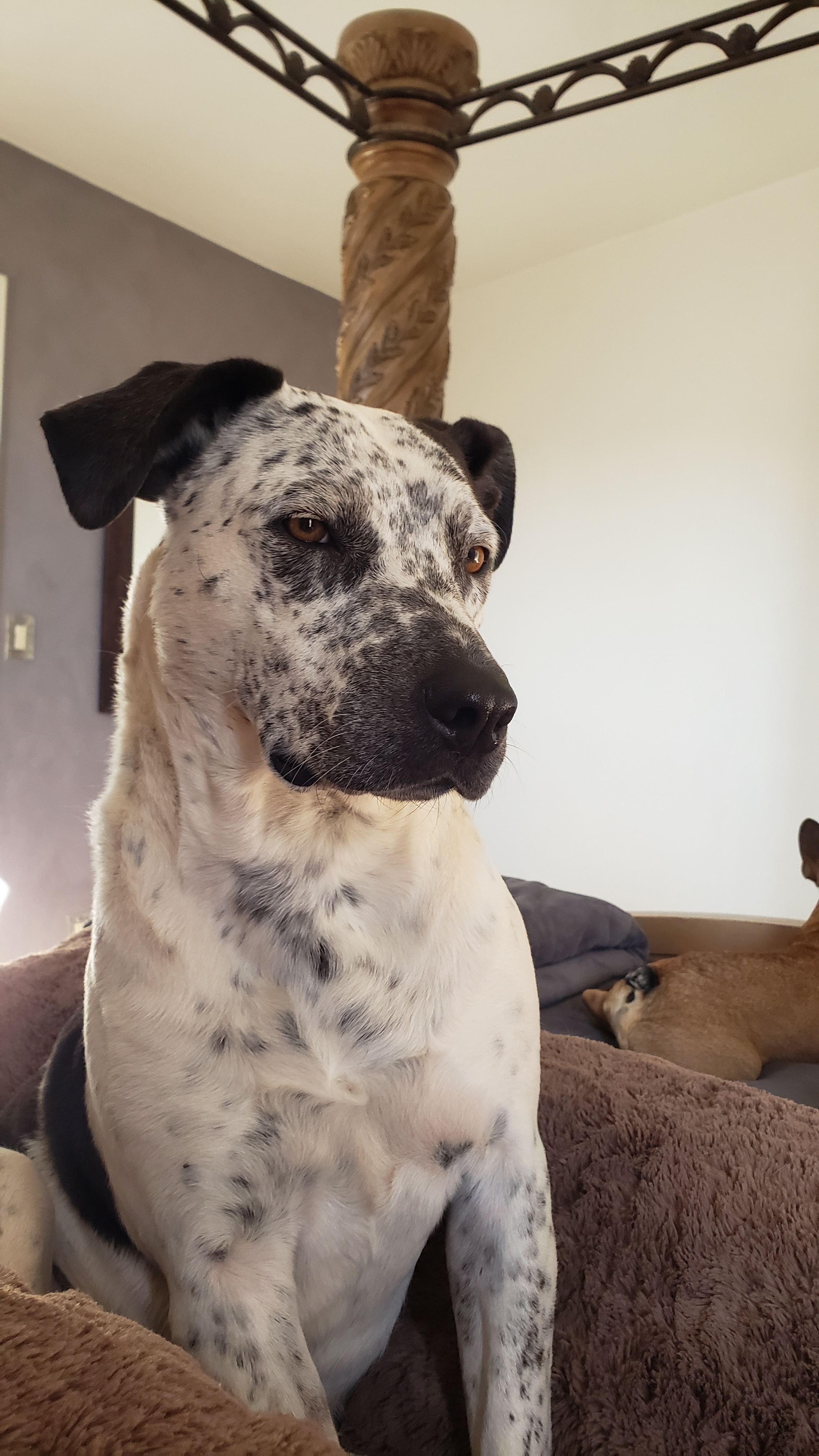 MARSHMALLOW, an adoptable German Shorthaired Pointer, Labrador Retriever in Tucson, AZ, 85713 | Photo Image 5