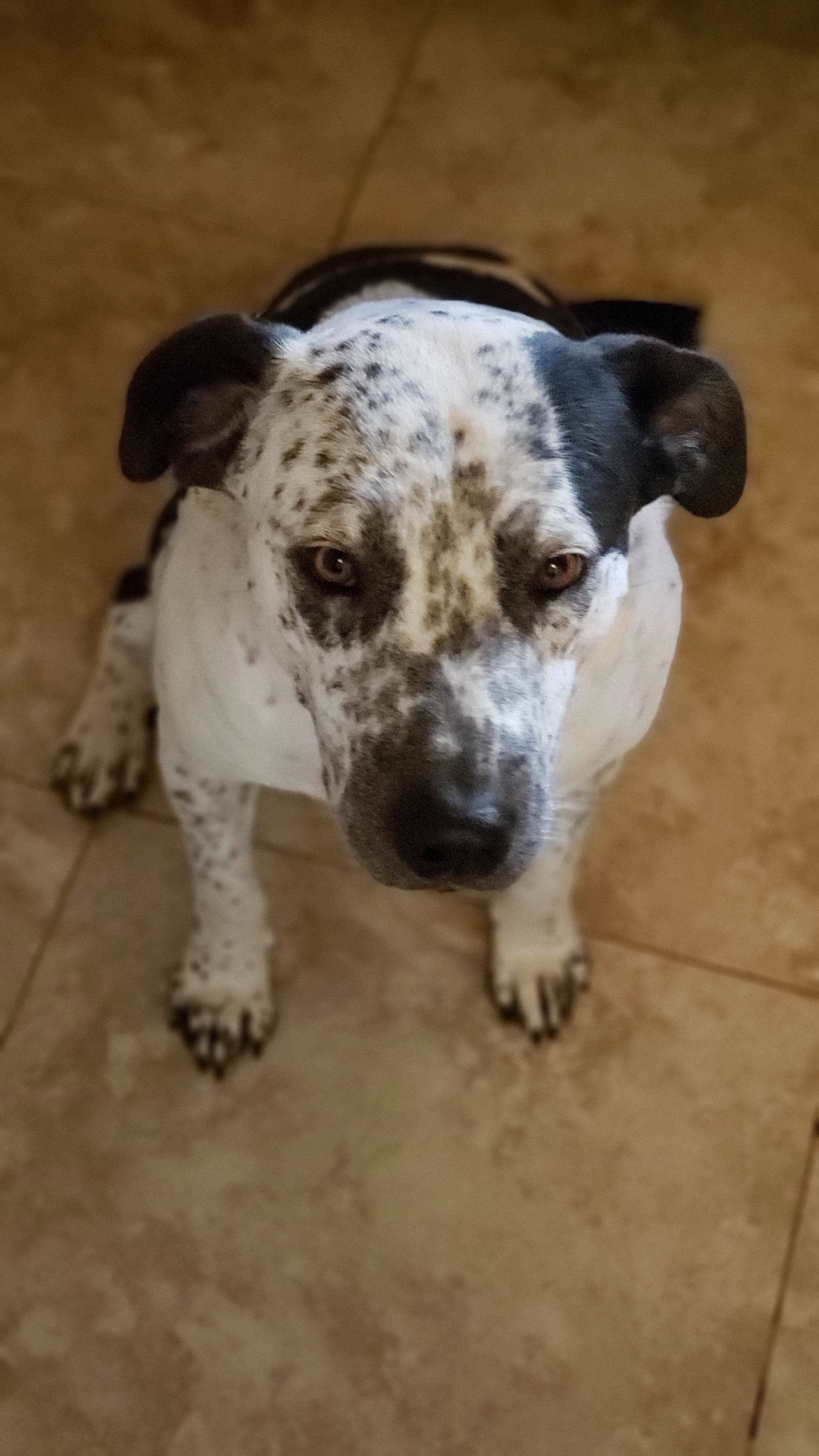 MARSHMALLOW, an adoptable German Shorthaired Pointer, Labrador Retriever in Tucson, AZ, 85713 | Photo Image 6