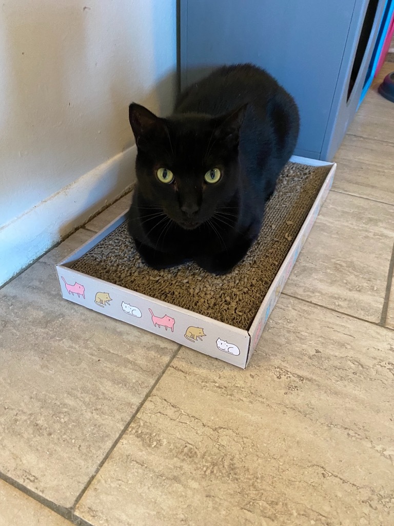 Ebony