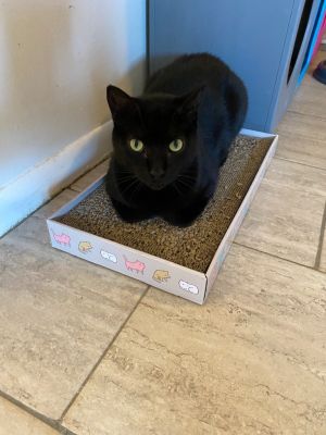 Ebony, Senior Male unknown
