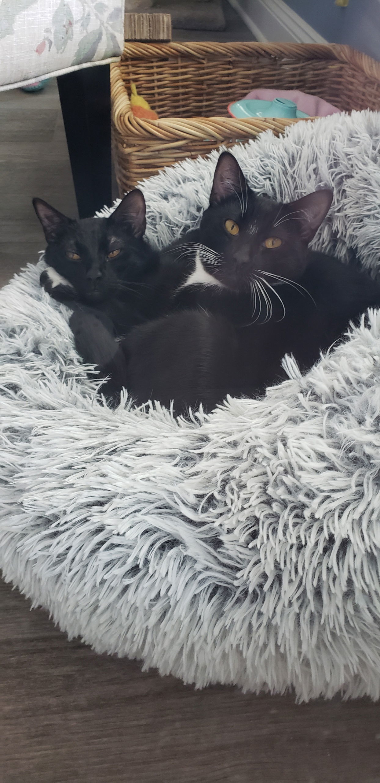 Jasper and Jett BONDED PAIR, an adoptable Tuxedo in Chester, NJ, 07930 | Photo Image 2