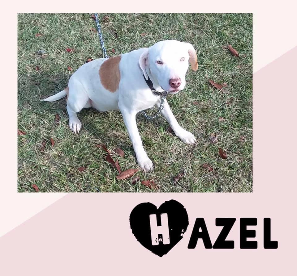 Dog for adoption Hazel, a Catahoula Leopard Dog & Cattle Dog Mix in