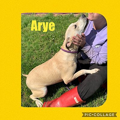 Arye, an adoptable Yellow Labrador Retriever, Mixed Breed in Ashdown, AR, 71822 | Photo Image 1