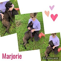 Marjorie, an adoptable Labrador Retriever, Mixed Breed in Ashdown, AR, 71822 | Photo Image 1