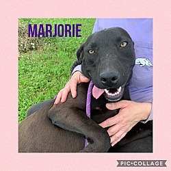 Marjorie, an adoptable Labrador Retriever, Mixed Breed in Ashdown, AR, 71822 | Photo Image 3