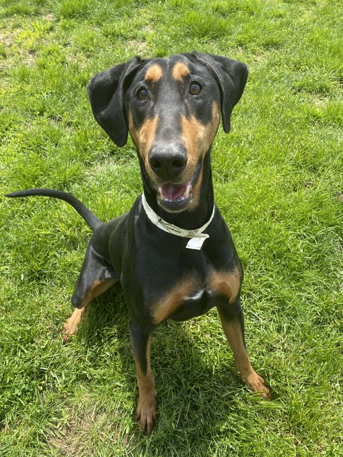 doberman hound mix puppies