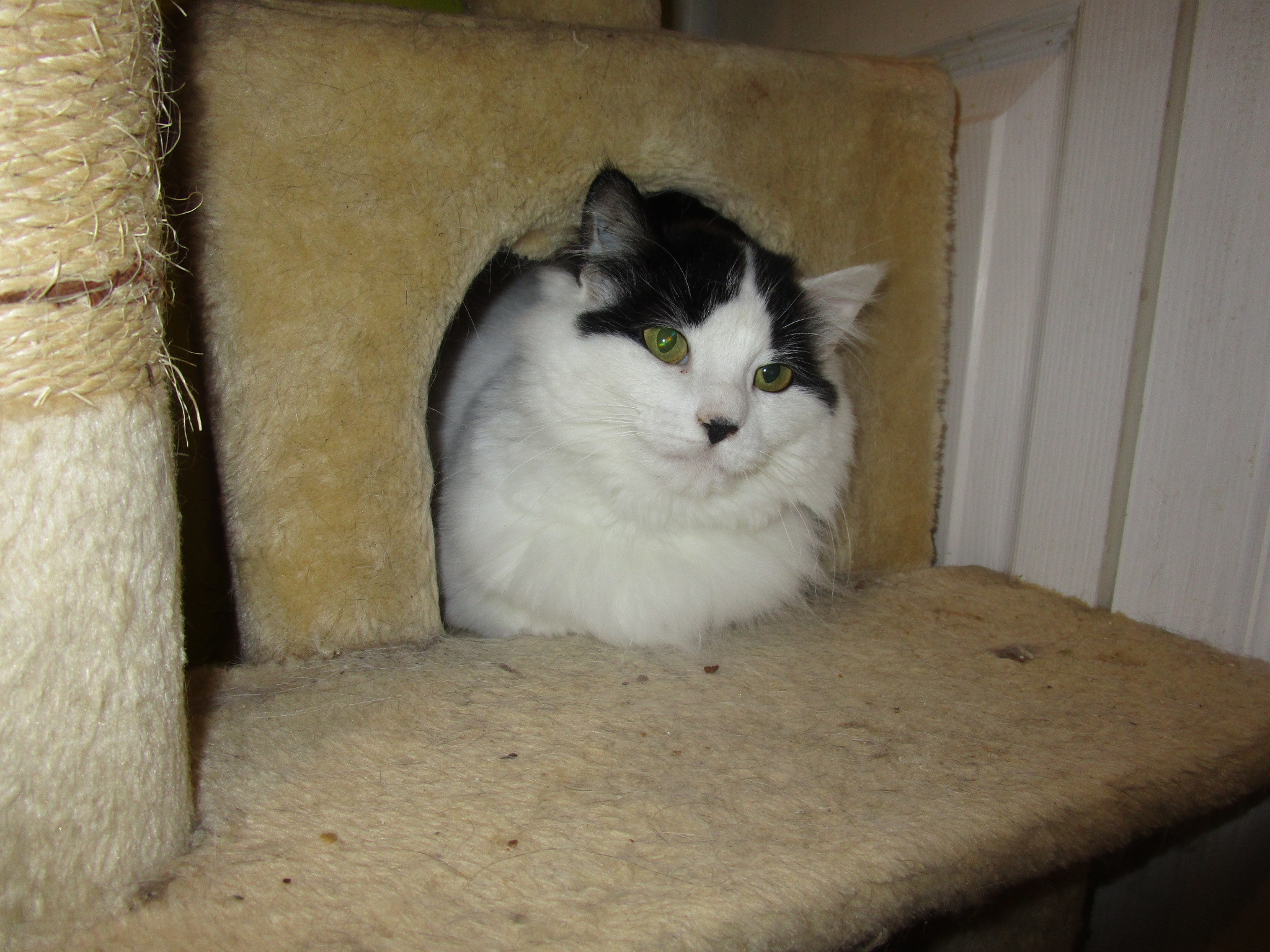 Patches and Belle, an adoptable Domestic Medium Hair, Tuxedo in Coos Bay, OR, 97420 | Photo Image 2
