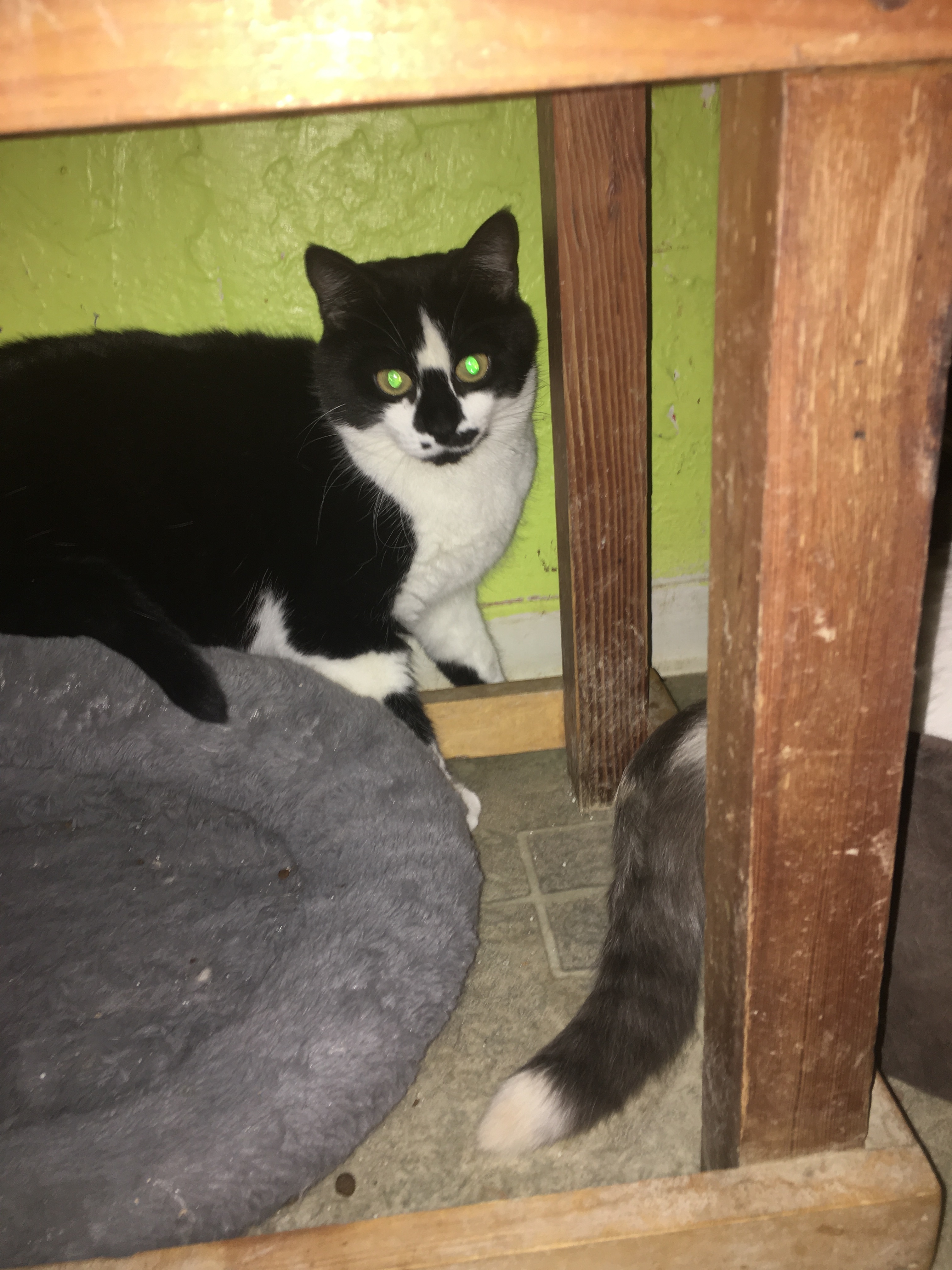 Patches and Belle, an adoptable Domestic Medium Hair, Tuxedo in Coos Bay, OR, 97420 | Photo Image 1