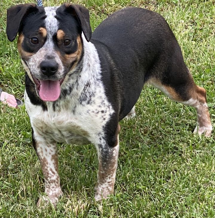 Nettie, an adoptable English Bulldog & Beagle Mix in Zanesville, OH