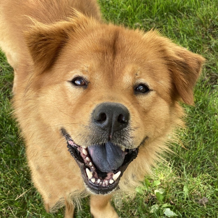 Doodle Bug, an adoptable Chow Chow, Golden Retriever in Itasca, IL, 60143 | Photo Image 3