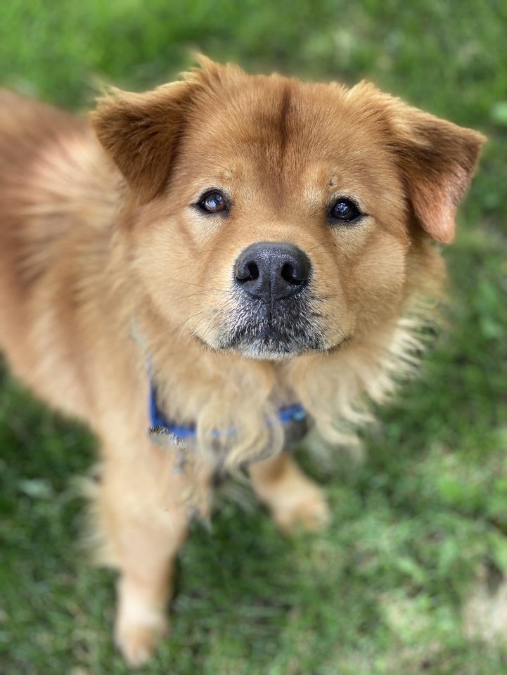 Doodle Bug, an adoptable Chow Chow, Golden Retriever in Itasca, IL, 60143 | Photo Image 5