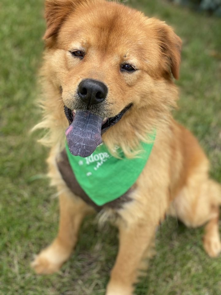 Doodle Bug, an adoptable Chow Chow, Golden Retriever in Itasca, IL, 60143 | Photo Image 7