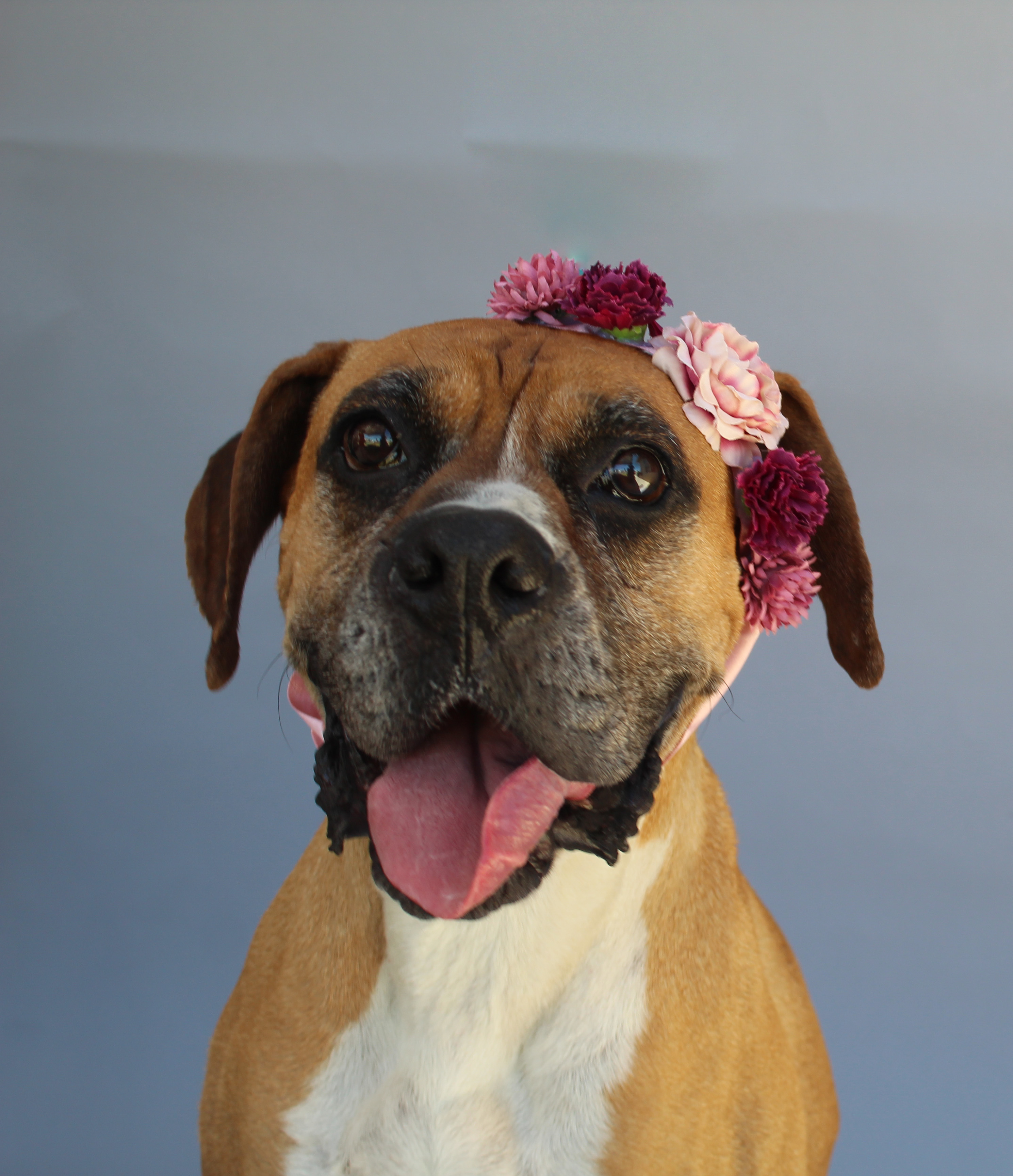 Cassiopeia - (Cassie), an adoptable Boxer in BAKERSFIELD, CA, 93390 | Photo Image 2