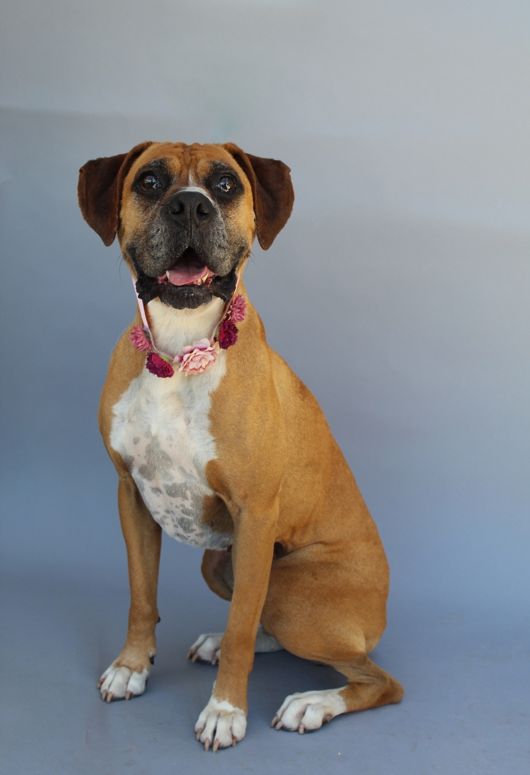 Cassiopeia - (Cassie), an adoptable Boxer in BAKERSFIELD, CA, 93390 | Photo Image 1