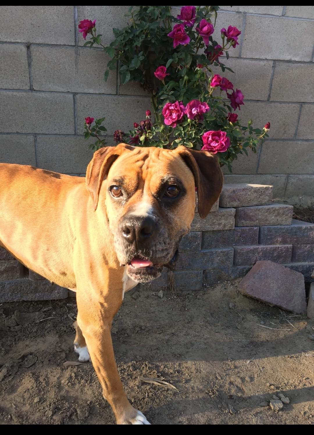 Cassiopeia - (Cassie), an adoptable Boxer in BAKERSFIELD, CA, 93390 | Photo Image 4