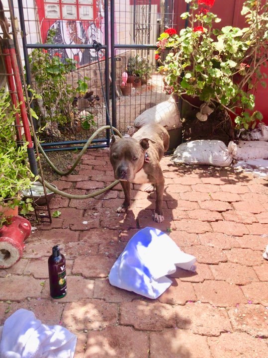 Nicolas, an adoptable American Bully, Pit Bull Terrier in San Ysidro, CA, 92173 | Photo Image 4