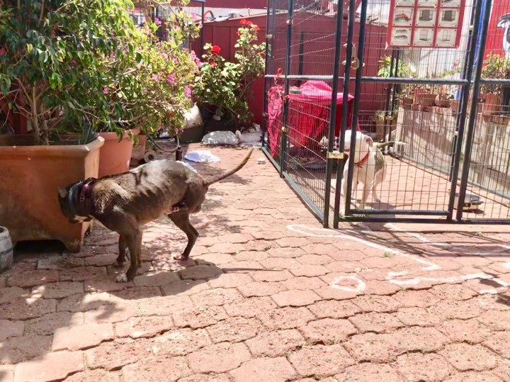 Nicolas, an adoptable American Bully, Pit Bull Terrier in San Ysidro, CA, 92173 | Photo Image 5